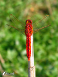 �f��_041003_16