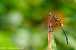 071104_Nature_09