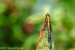 071104_Nature_11