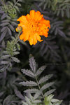 20070318IMG_1936
