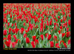 DSC_1953f