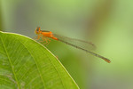 insect06