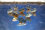 400D5259s