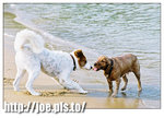 dogs