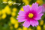800flowershow008a
