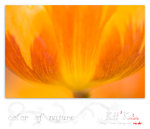 flower0010