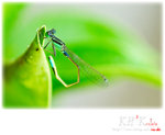 insecta0001