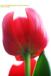 pledge_flower_6723