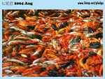 20040821-0078-300D copy