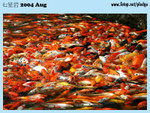 20040821-0113-300D copy