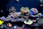 tank_20080305