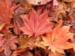 2008-10-20 14-02-19 2395