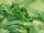 lettuce_n1024