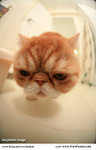 AnnieCat-1487