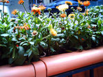 IMG_0090c