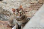 DSC_0041-1