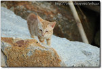 DSC_0197-1