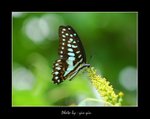 Graphium doson �����C�� 
