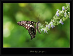 Graphium agamemnon �ΫӫC�� 