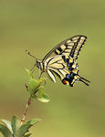 Papilio machaon ���� 