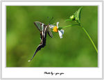 
Lamproptera curius �P��