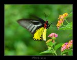 Troides helena �n�� 