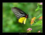 Troides helena �n�� 
