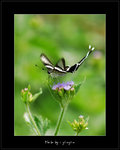 Lamproptera curius �P��