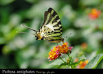 Pathysa antiphates ���