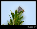 Ancema ctesia �w�ǽ�(���j�H�]���q�W����)