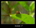 
Ancema ctesia �w�ǽ�(���j�H�]����C�G�_��W)