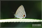 Catochrysops strabo �@�ǽ� 