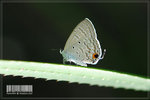 
Catochrysops strabo �@�ǽ�~~
 
��O�@���w�X�ܦ~���X�{�L����Ҥ����@�بu���ǽ��A��07�~6��3�Ѥ@��B�ͨ��^�M��Ӧǽ��ɥ��J�Ω�o�A�o�����X������Ǩ�ڦդ�(���ɤw��s��)�Ať�������O�ڿ��ıo���H�J�v............ ��ĤG�¦��A���h�Ʊ�a�h��......... �ӤѤ��t���ߤH�A�ש󵹧ڹJ�W�F.......... �C
�b���P��Joe�BKY�v�S�ǤH.......... ^^