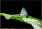 



Megisba malaya ���V�ǽ� 

~ �b����Q���u���A��~�u���s�P�����A����t�װ��A��W�@������2002�~�b���Y�X�{�L�C
