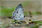Megisba malaya ���V�ǽ�
