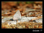 Ancema ctesia �w�ǽ�(���j�H�]����˦�)