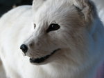 IMG_3388