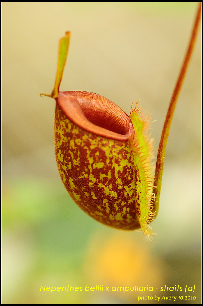 DSC_4494_nEO_IMG_Nepenthes_bellii_x_ampullaria_straits_a.jpg