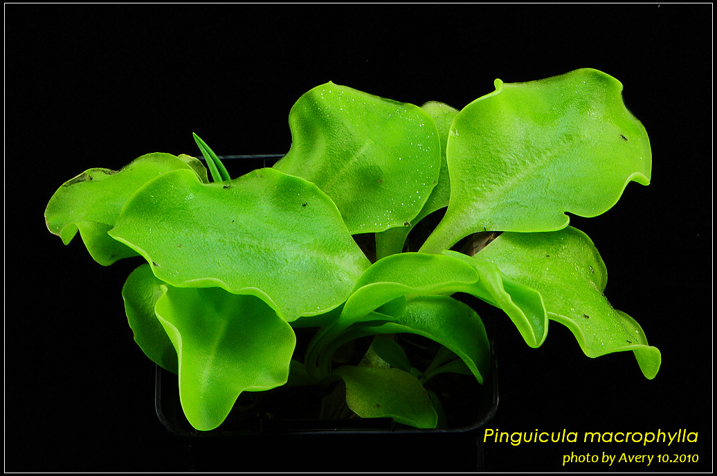 DSC_4560_nEO_IMG_Pinguicula_macrophylla.jpg