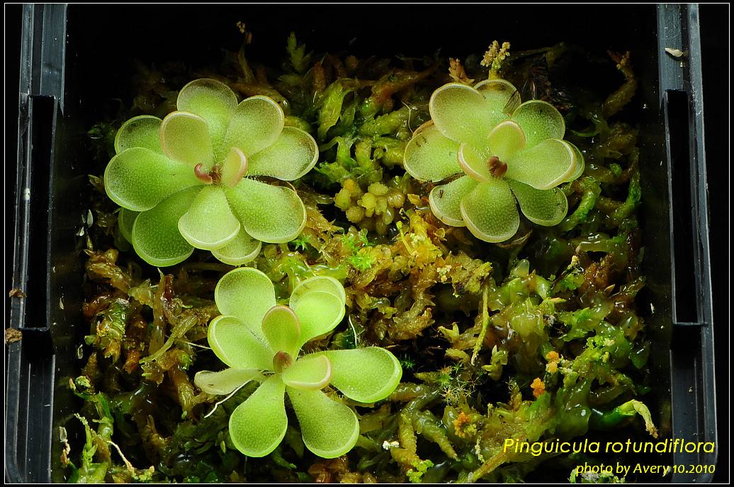 DSC_4533_nEO_IMG_Pinguicula_rotundiflora.jpg