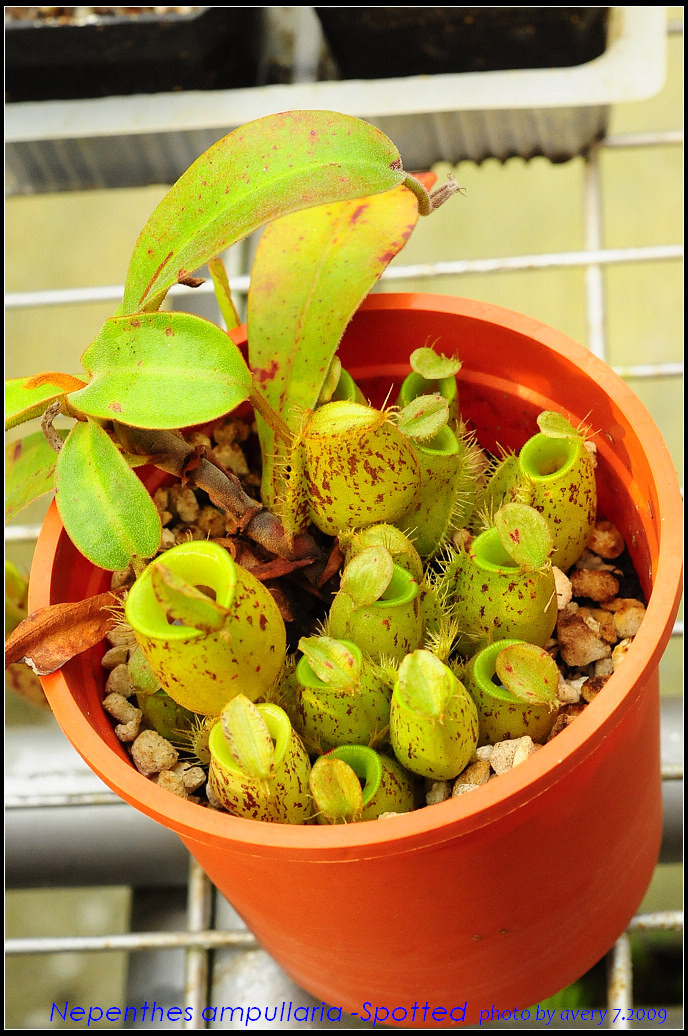 nEO_IMG_DSC_8921_Nepenthes_ampullaria_spotted.jpg