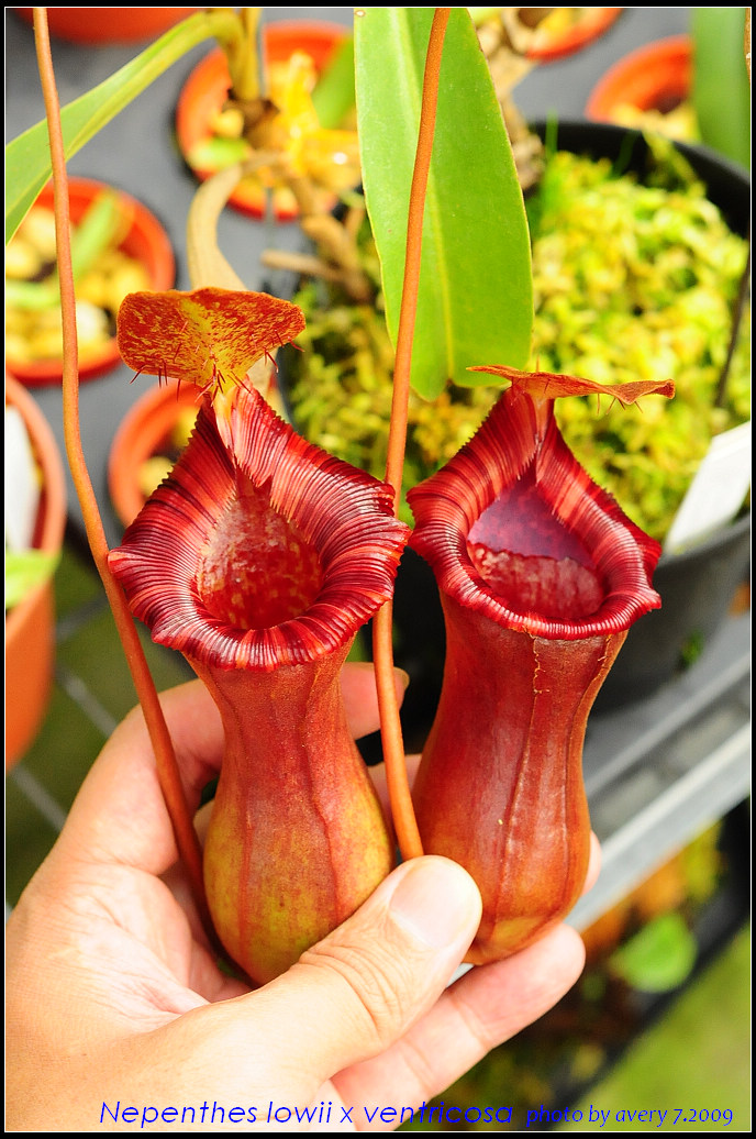 nEO_IMG_DSC_8929_Nepenthes_lowii_x_ventricosa.jpg