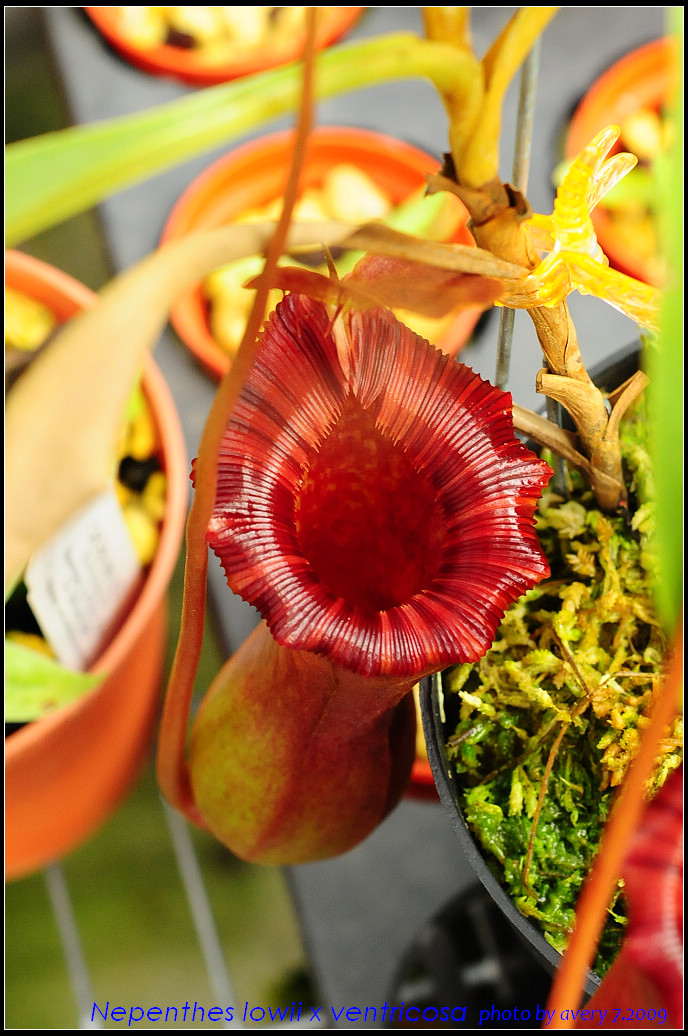 nEO_IMG_DSC_8930_Nepenthes_lowii_x_ventricosa.jpg