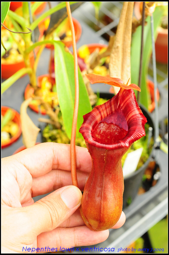nEO_IMG_DSC_8932_Nepenthes_lowii_x_ventricosa.jpg