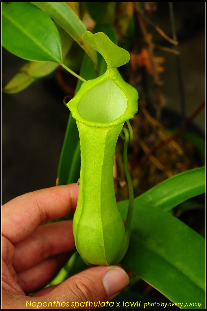 nEO_IMG_DSC_8896_Nepenthes_spathulata_x_lowii.jpg