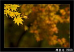 DSC_9287 copy