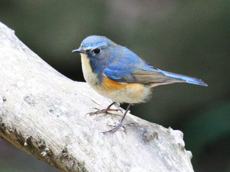 Red-flanked Bluetail - Shanghai Birding 上海观鸟