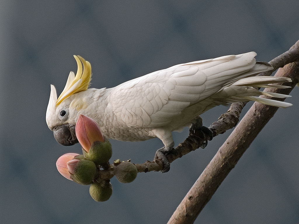 sulphur crested cockatoo 小葵花鳳頭鸚鵡