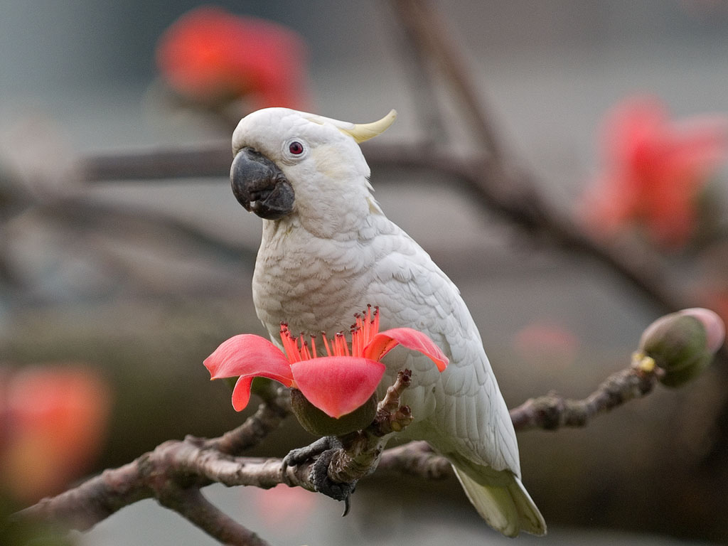 sulphur crested cockatoo 小葵花鳳頭鸚鵡