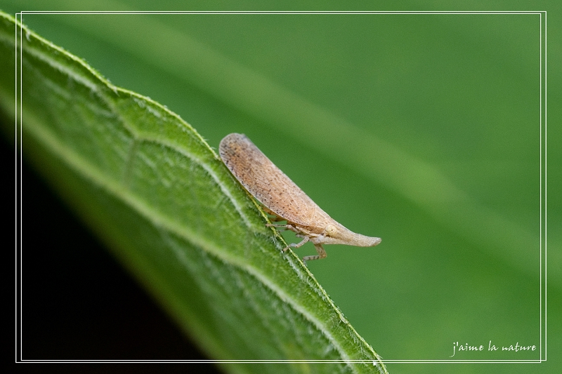 短足蜡蝉科_普沙皮璐蜡蝉
